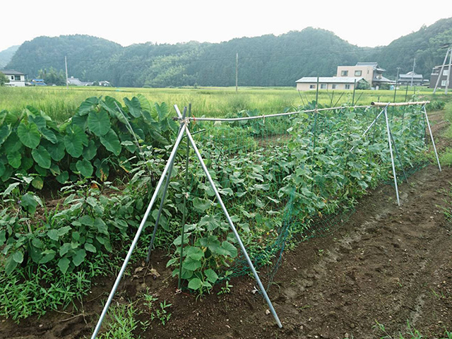 稲葉農園