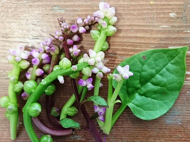 サラダ用の珍しい野菜