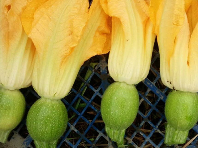 サラダ用の珍しい野菜